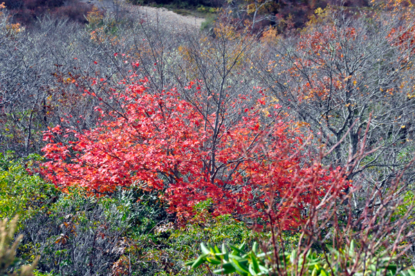 fall colors on The Blue Ridge Parkway